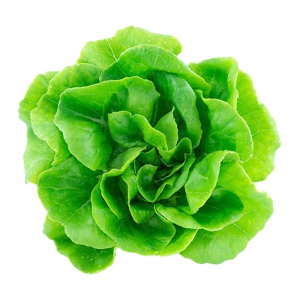 Seed kit pack aspara by GrowGreen - lettuce cena