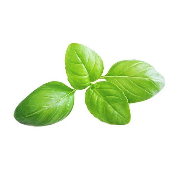 Balení sady osiva aspara od GrowGreen - bazalka cena