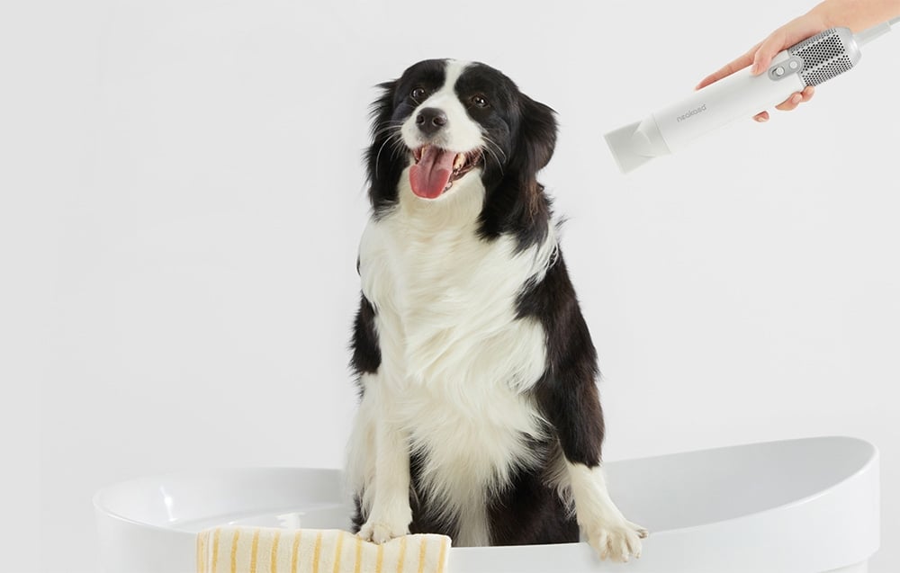 Čiernobiely pes sedí v bielej vani, zatiaľ čo ruka k nemu smeruje biely fén