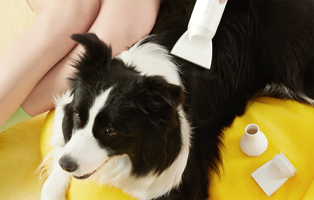 Osoba v zelených ponožkách sedí vedľa čiernobieleho psa na žltej ploche a drží biely sušič