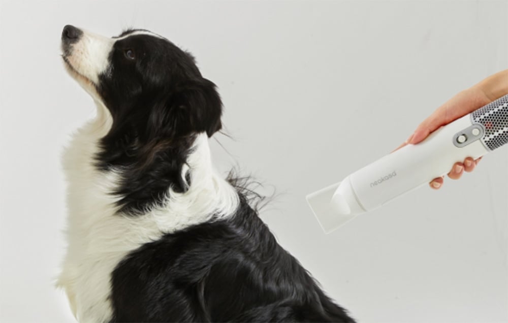 Čiernobiely pes otočený nabok počas sušenia