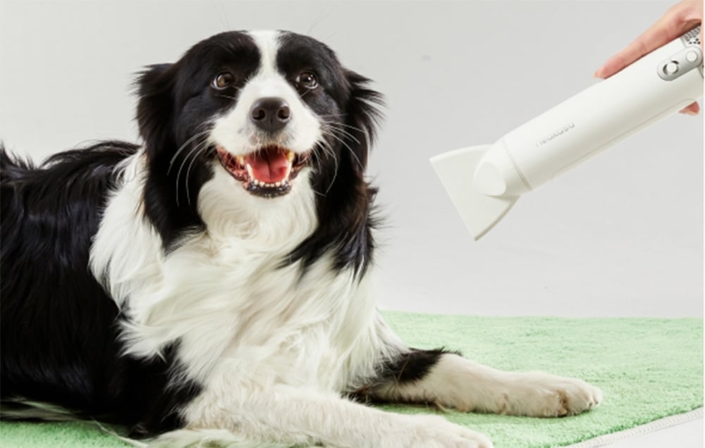 Čiernobiely pes border kolie leží na zelenej podložke, zatiaľ čo niekto drží biely sušič nad jeho srsťou