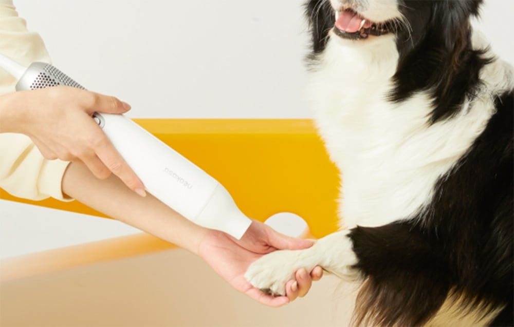 Ruky držia biely sušič nad labkou čiernobieleho psa